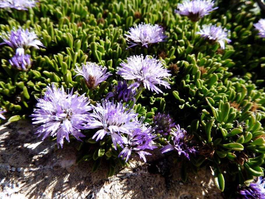 Globularia cordifolia