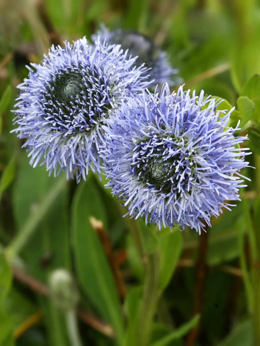 Шаровница точечная (Globularia punctata Lapeyr.).