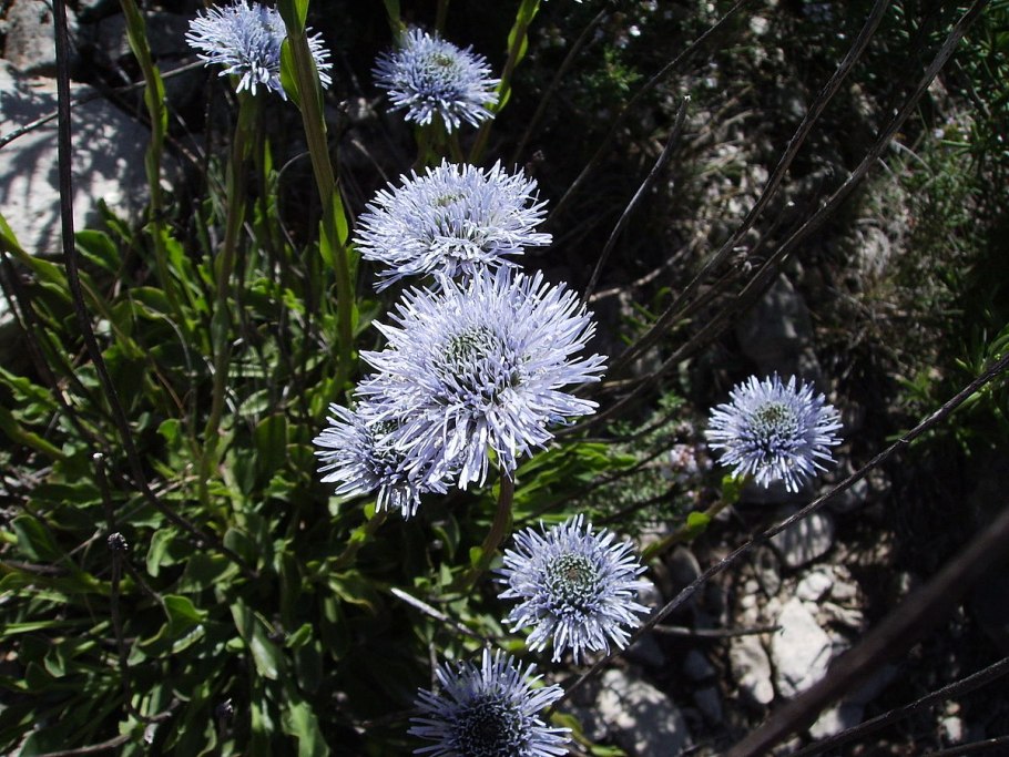 Глобулярия ползучая