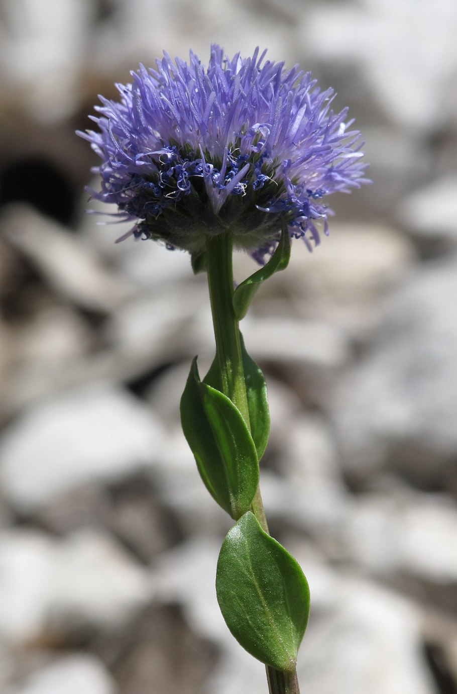 Глобулярия ползучая