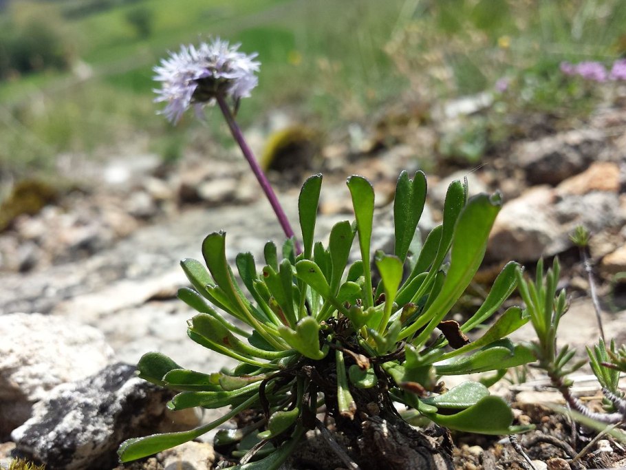 Globularia cordifolia