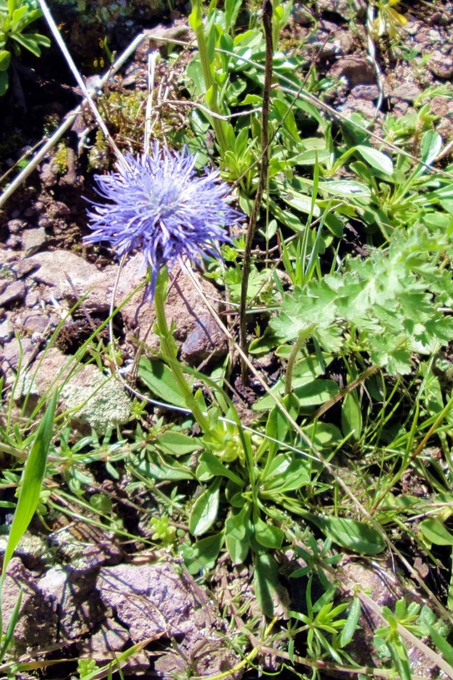 Глобулярия или шаровница голостебельная