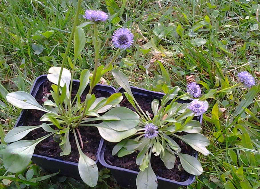 Глобулярия кустовая