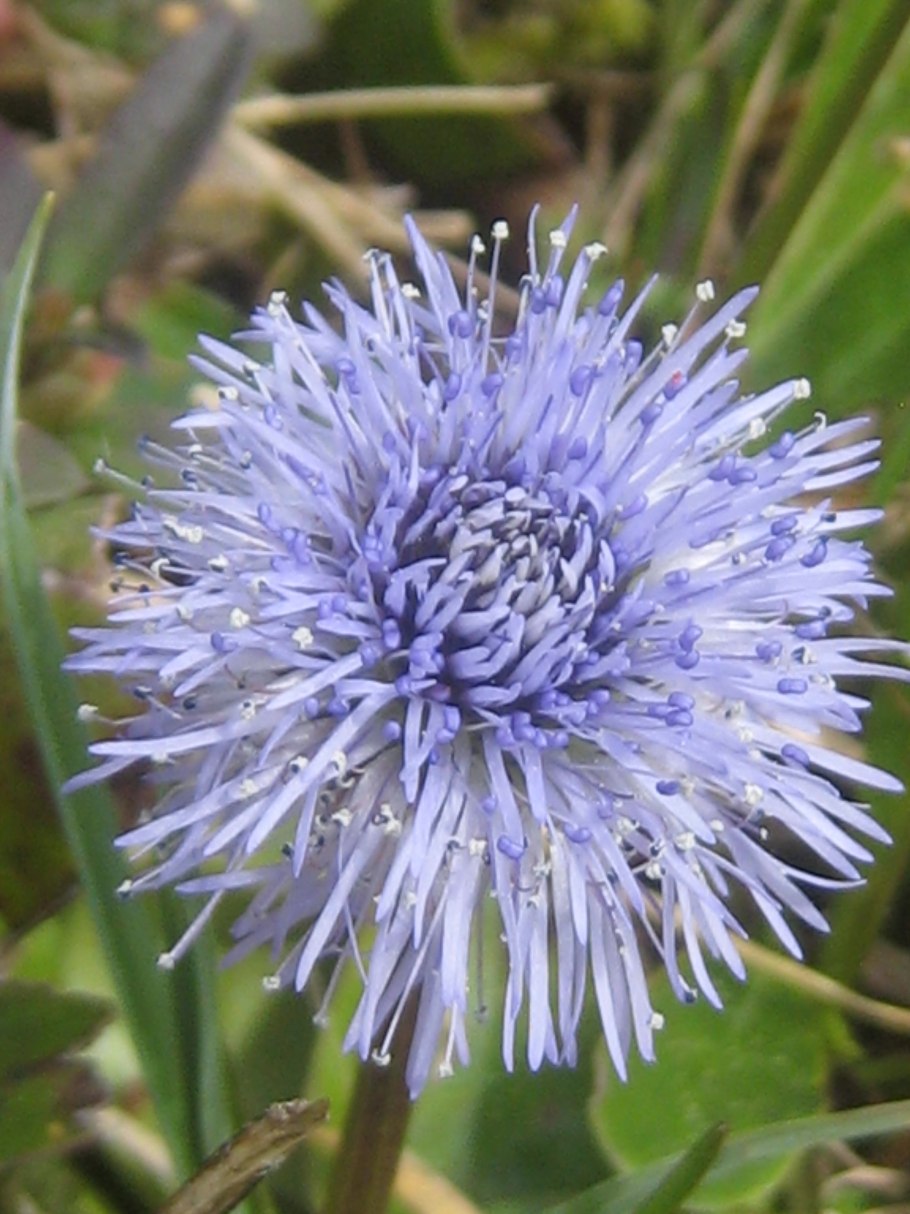 Глобулярия шаровница рассада