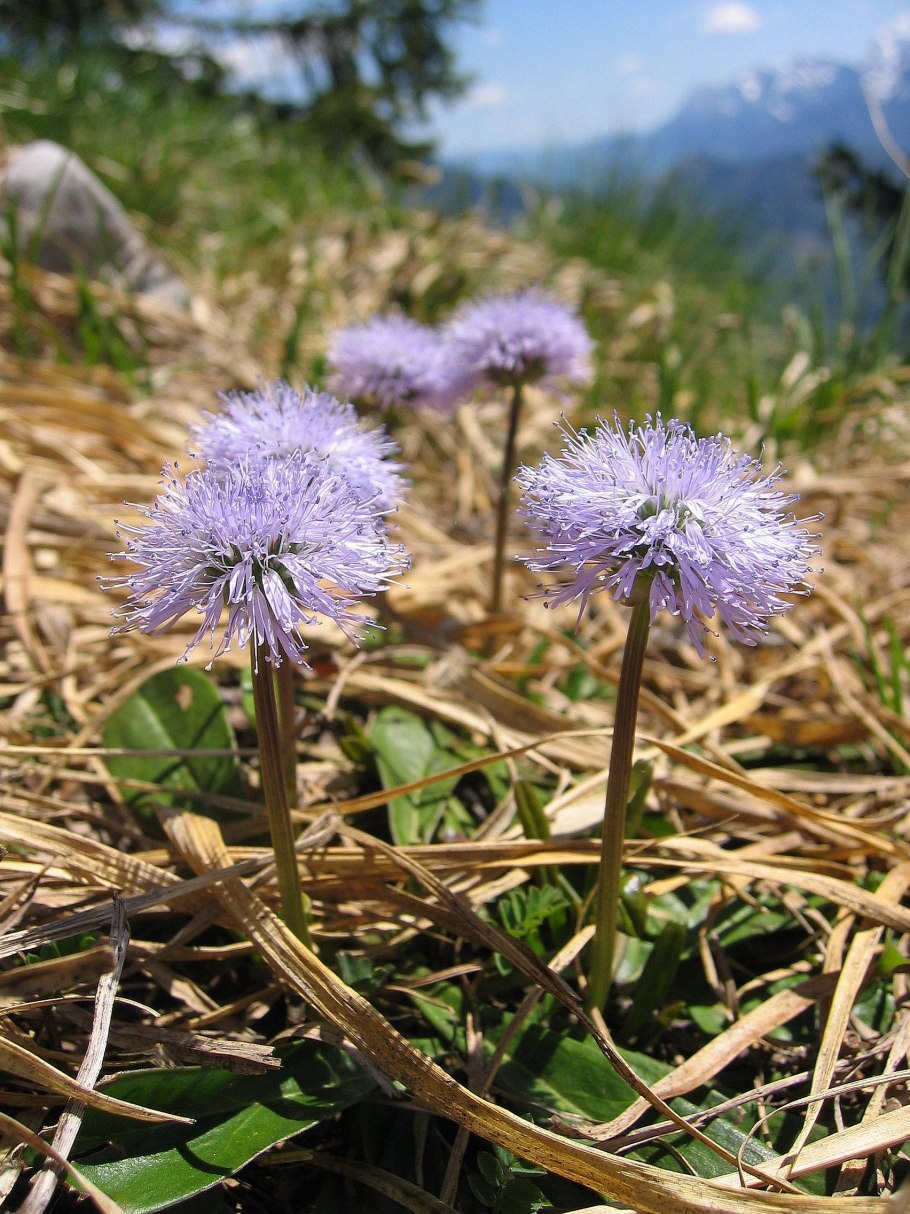 Globularia cordifolia