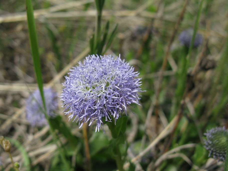 Шаровница сердцевиднолистная