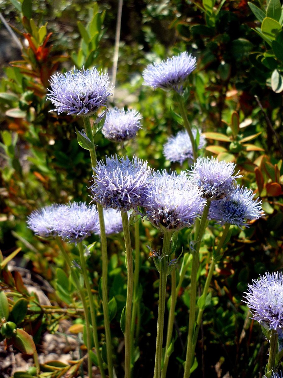 Globularia cordifolia