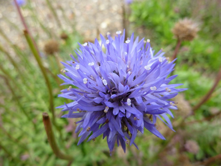 Букашник горный (Jasione Montana l.)