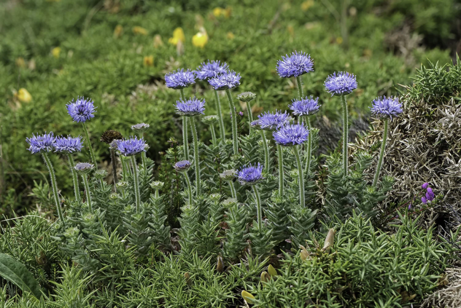 Букашник многолетний (Jasione laevis)