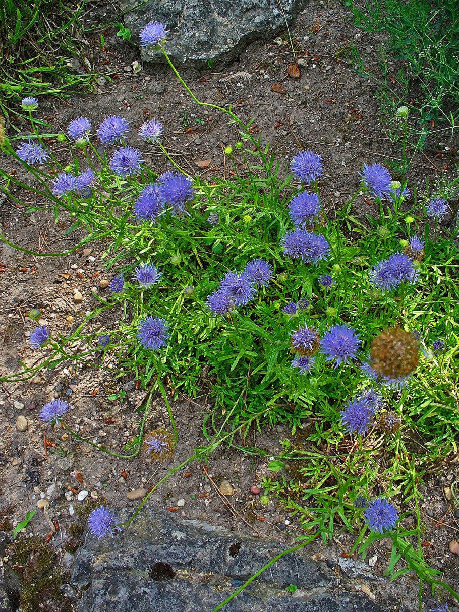 Букашник горный