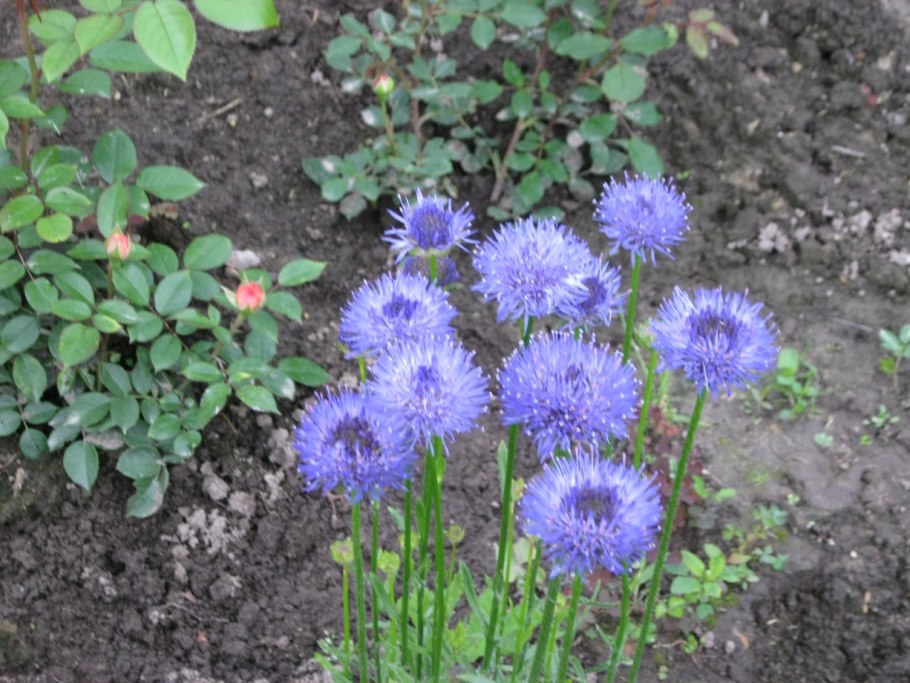 Букашник многолетний