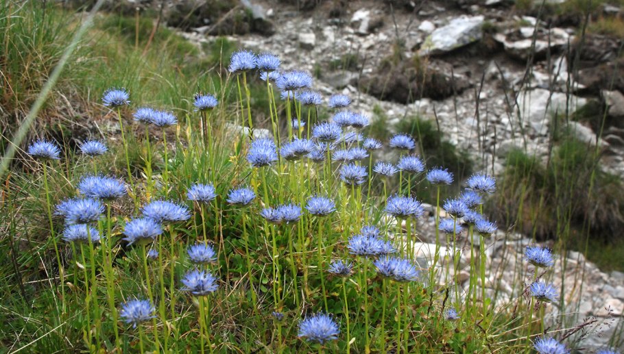 Букашник многолетний (Jasione laevis)