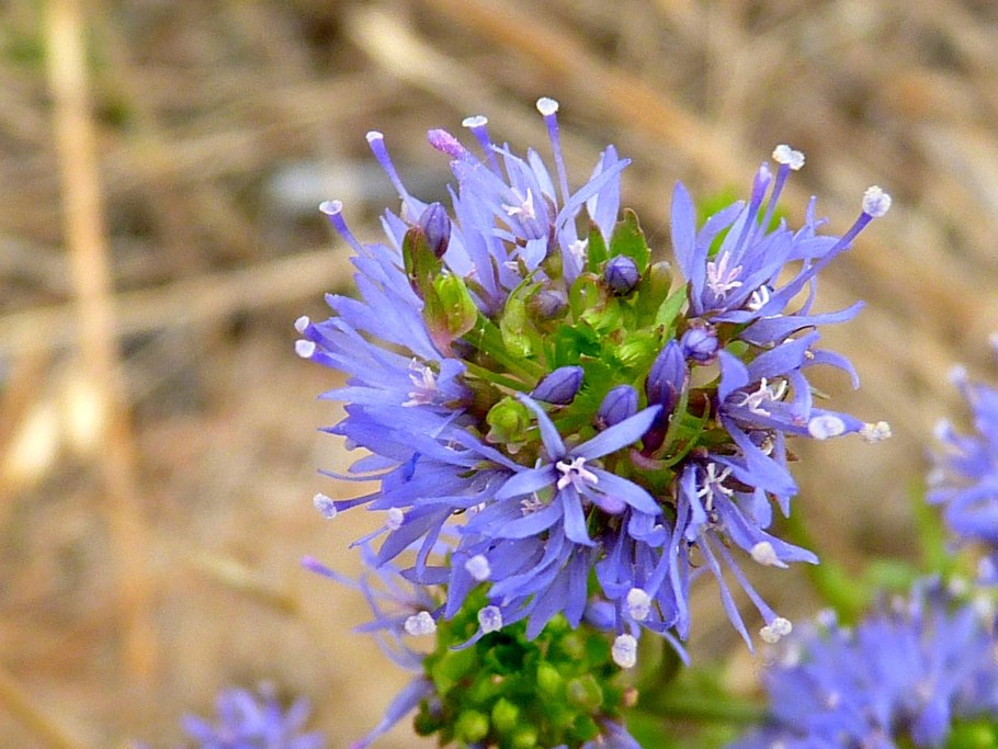 Букашник горный