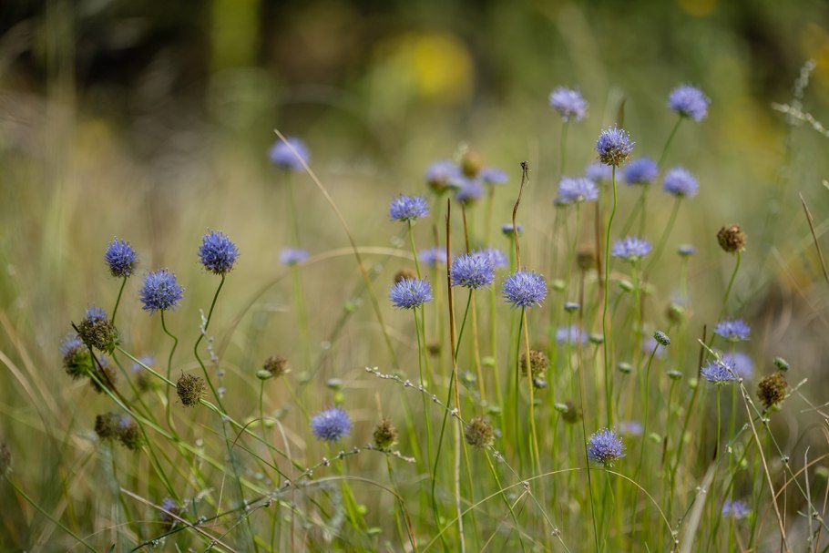 Букашник Лукашка