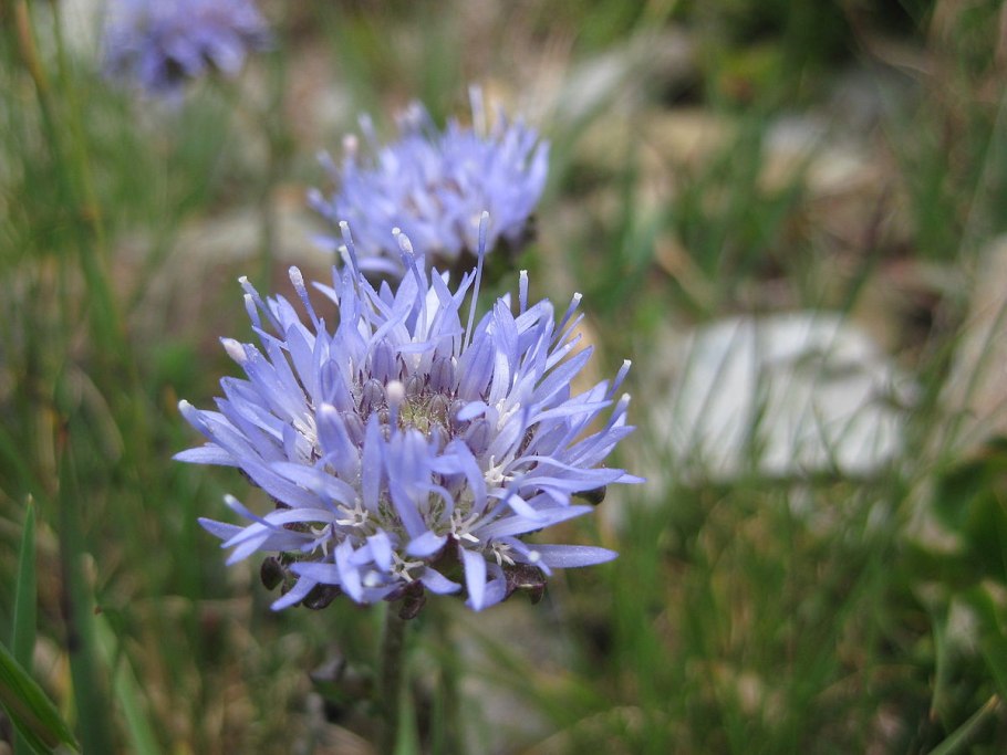 Букашник болгарский
