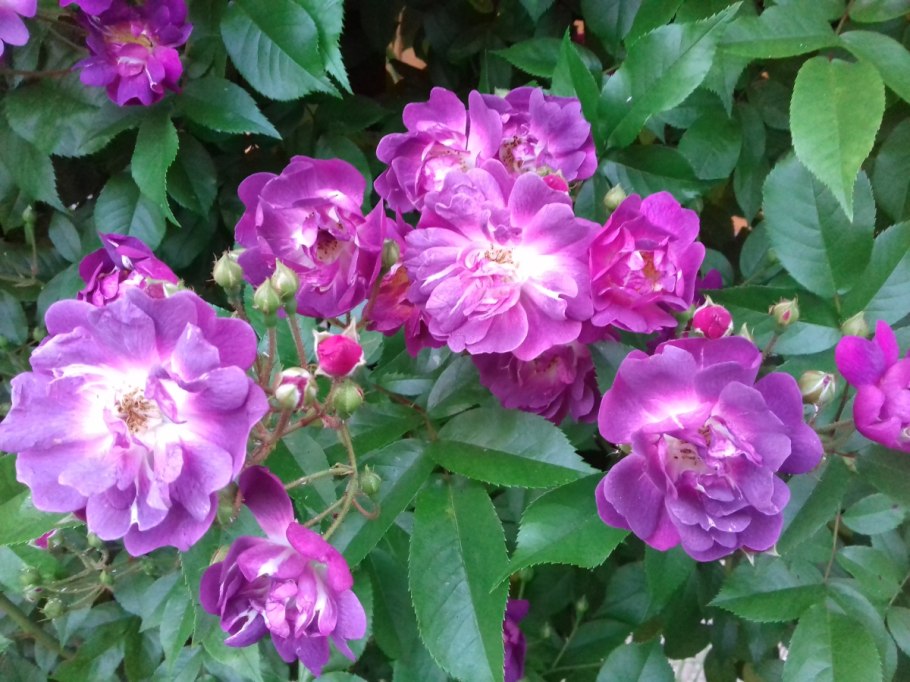 Роза плетистая Кордес Лагуна