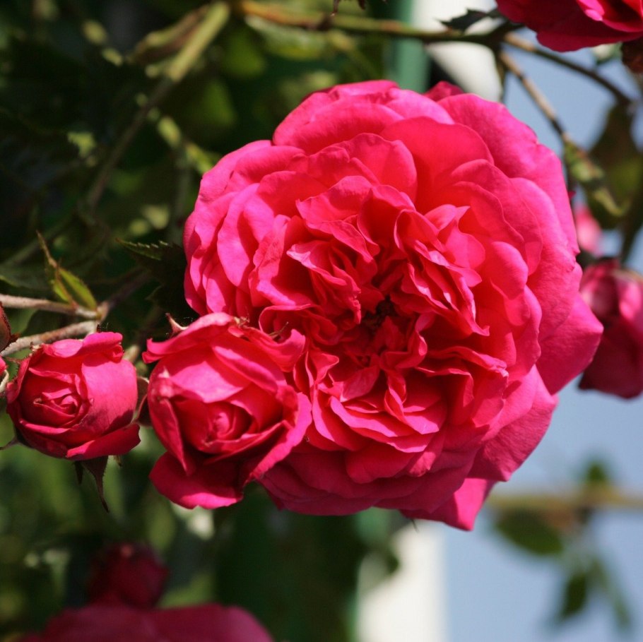 Влтава роза плетистая