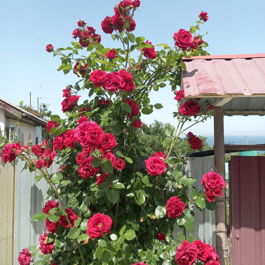 Роза Лагуна плетистая