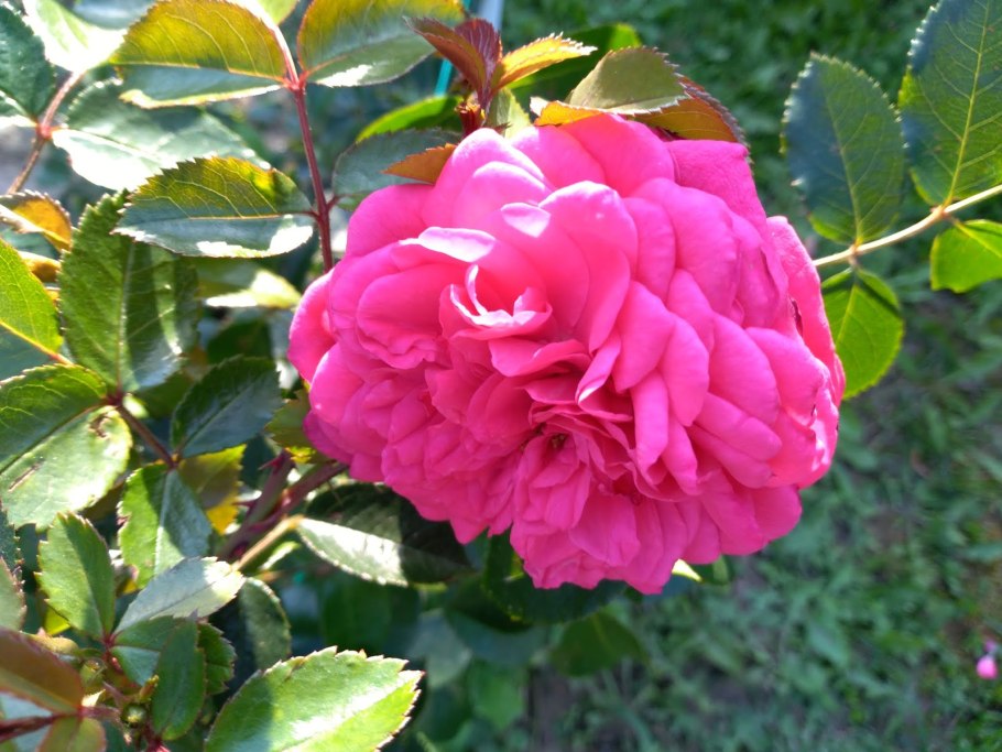 Laguna (KORADIGEL) (Лагуна)роза