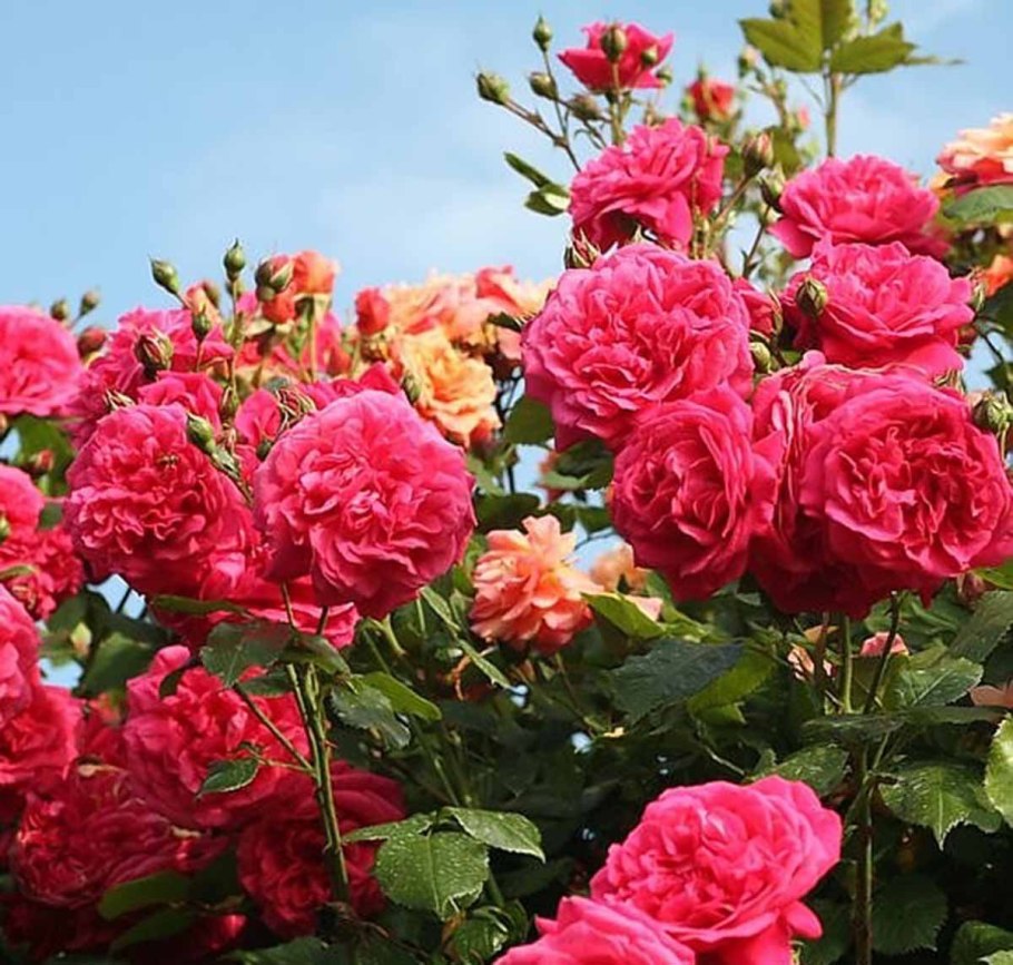 Роза Лагуна плетистая