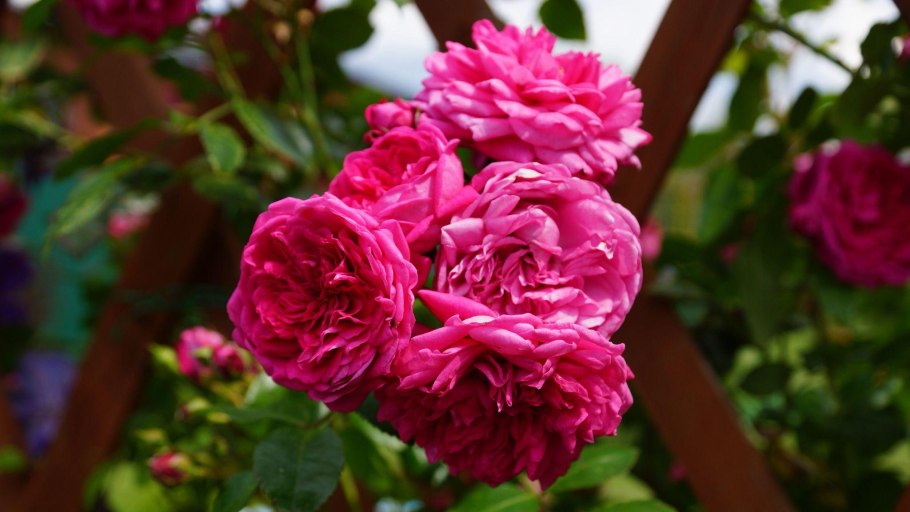 Плетистые розы Лагуна (Laguna)