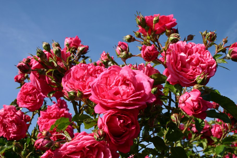 Роза плетистая Laguna