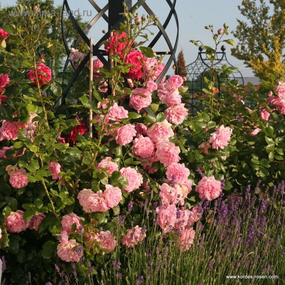 Роза Лагуна Кордес