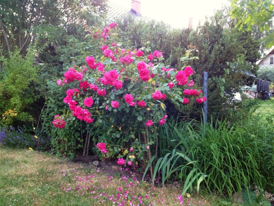 Плетистая роза лагуна