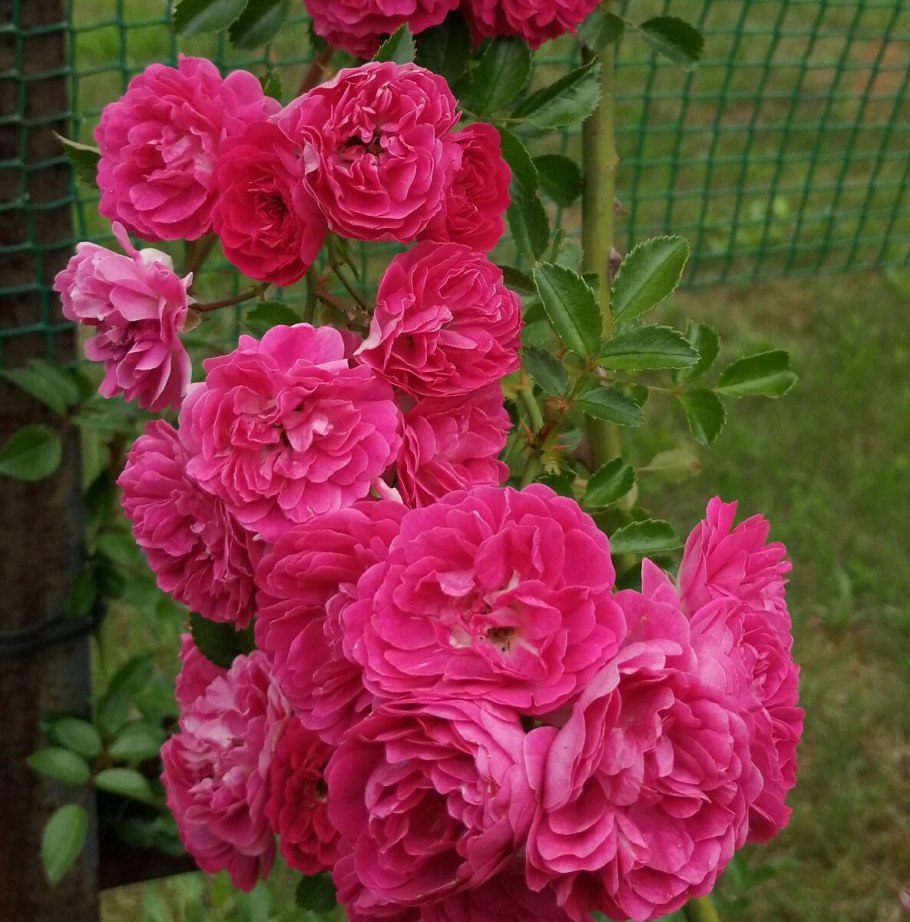 Лагуна Роуз