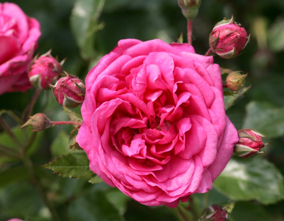 Роза мелроуз флорибунда