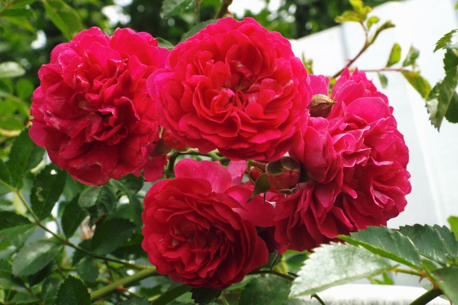 Свит Лагуна роза плетистая