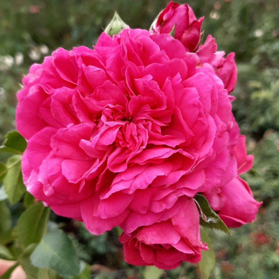 Свит Лагуна роза плетистая