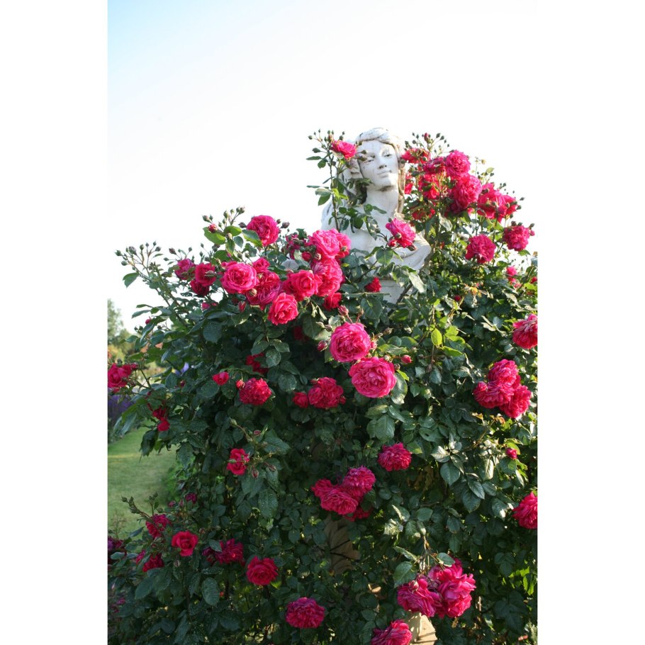 Роза лагуна плетистая