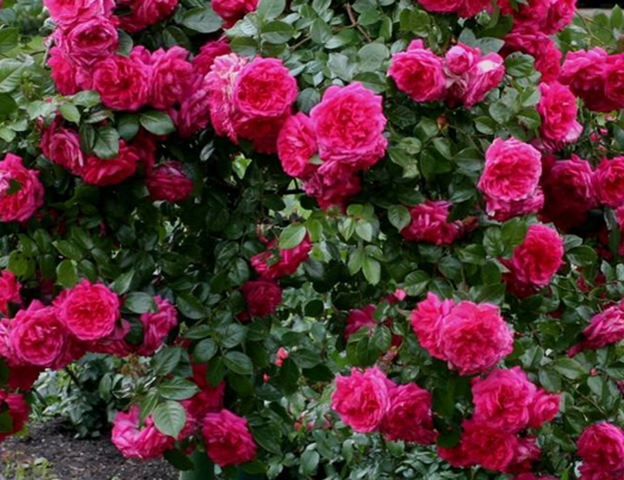 Роза Лагуна Кордес