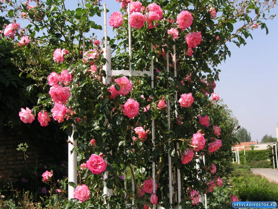 Сорт розы Лагуна фото описание