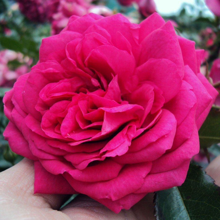 Роза Нью дримс плетистая