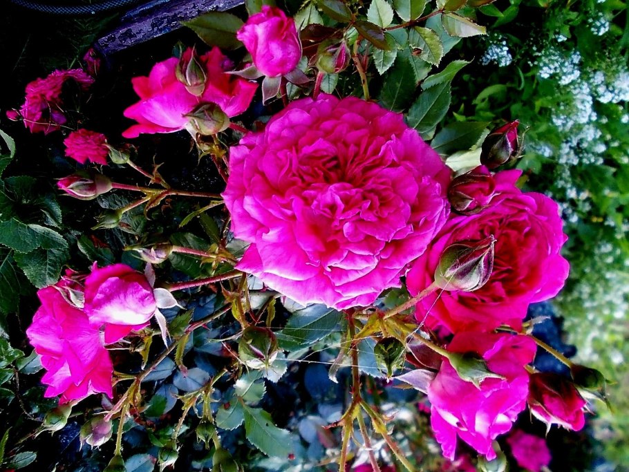 Laguna роза Кордес