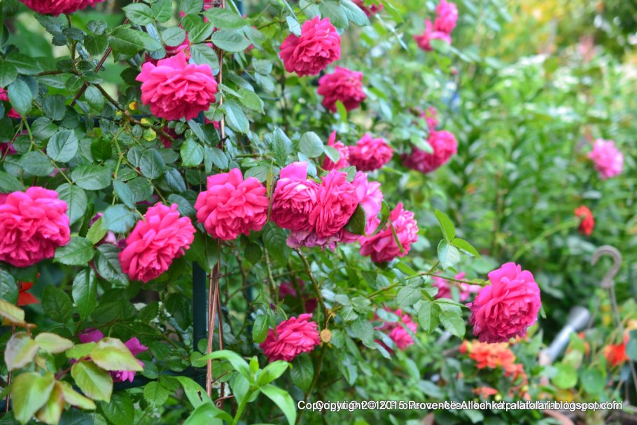 Laguna (Лагуна), Kordes