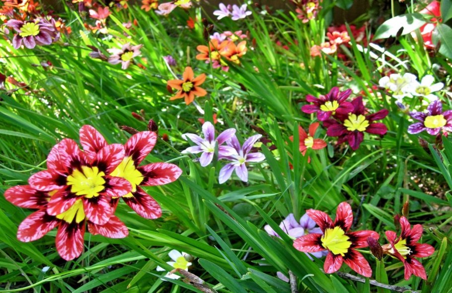 Спараксис (Sparaxis) Tricolor