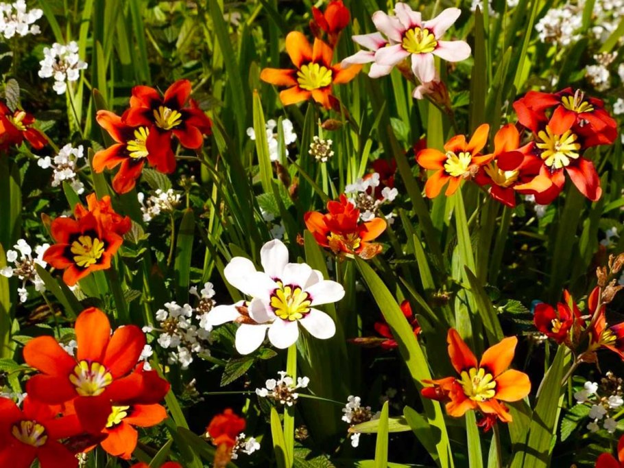 Спараксис Суперба микс