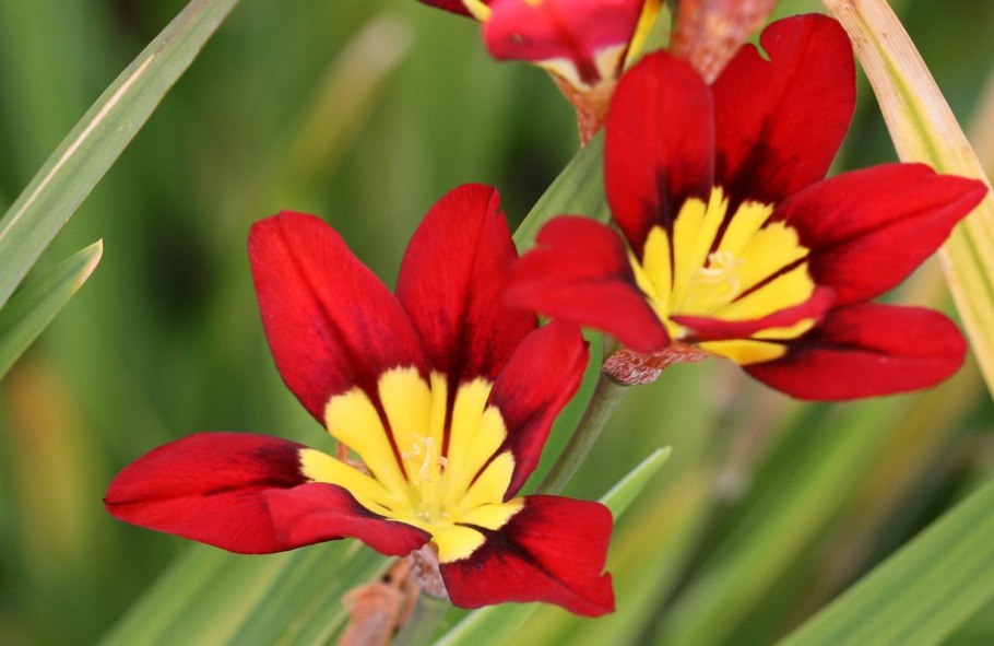 Спараксис Триколор