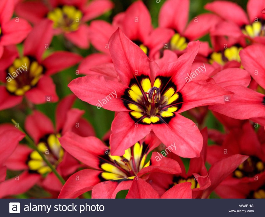 Спараксис Суперба