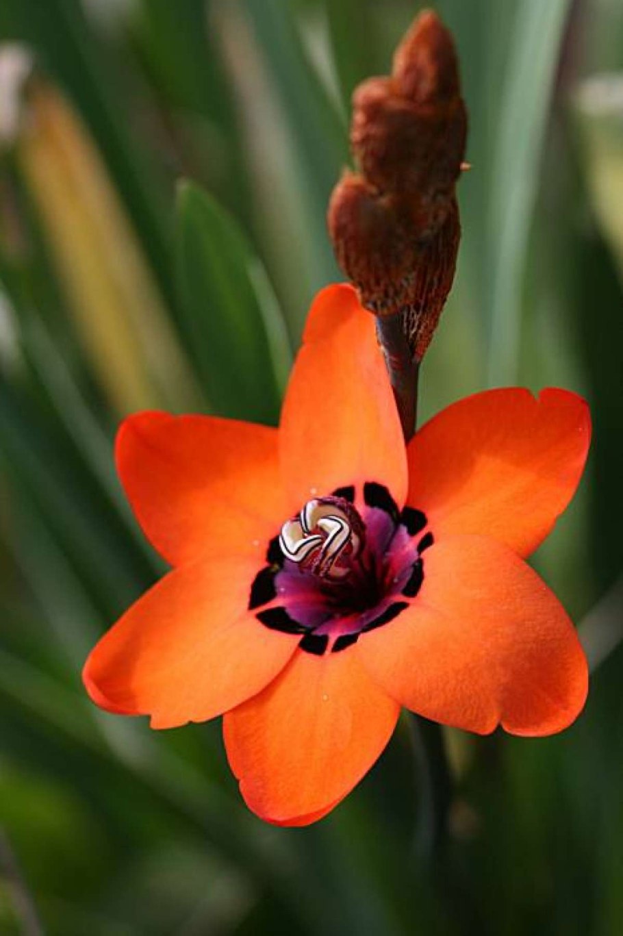 Выращивание спараксиса в открытом грунте