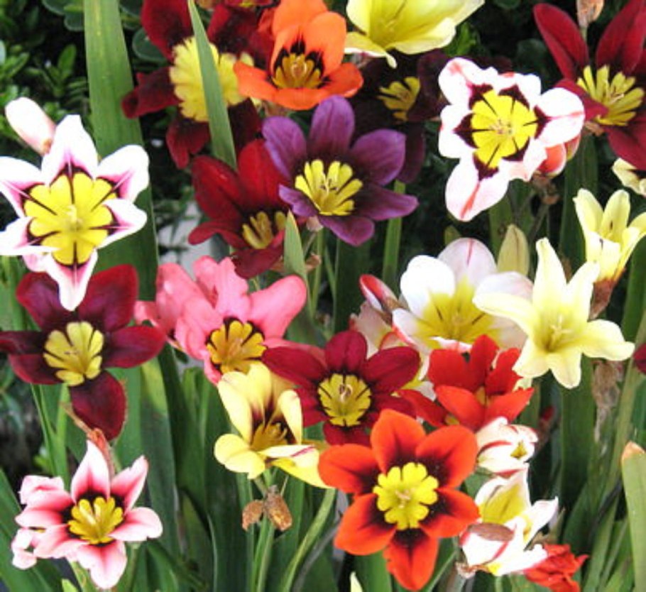 Спараксис Суперба