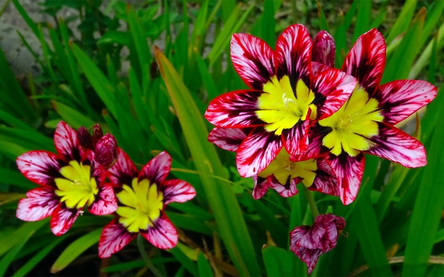 Спараксис (Sparaxis) Tricolor