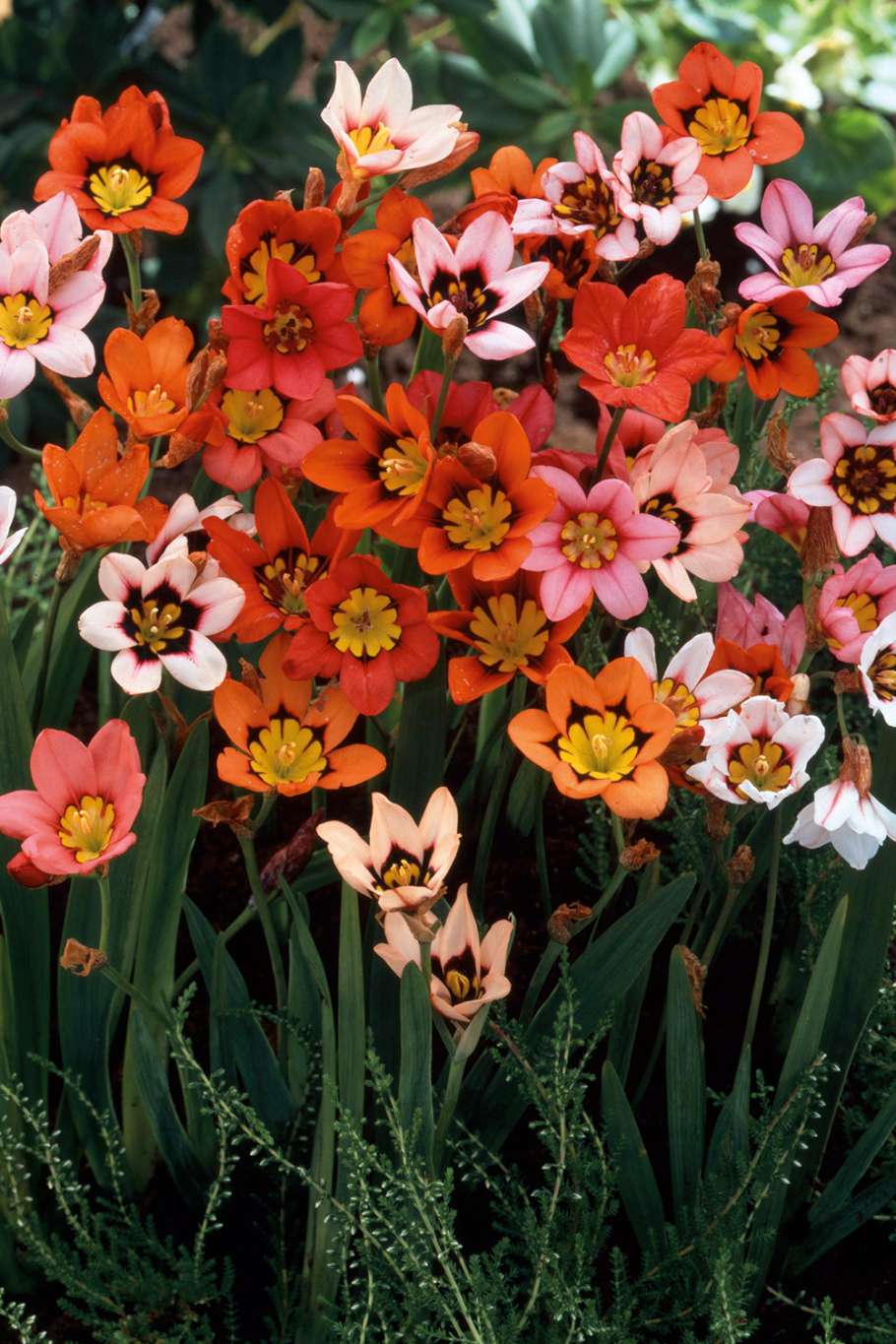 Арум спараксис