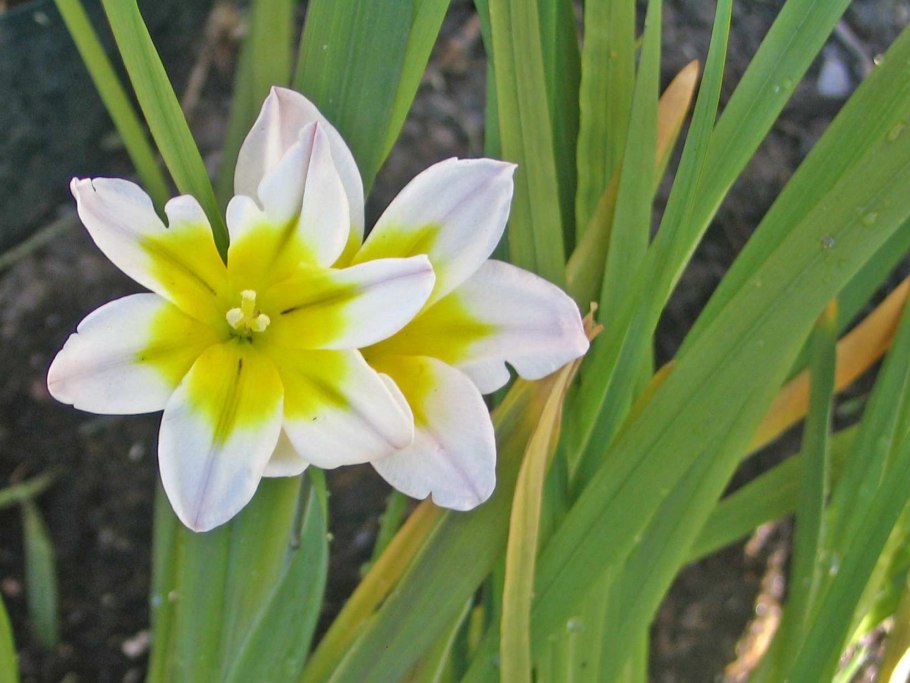 Спараксис Tricolor