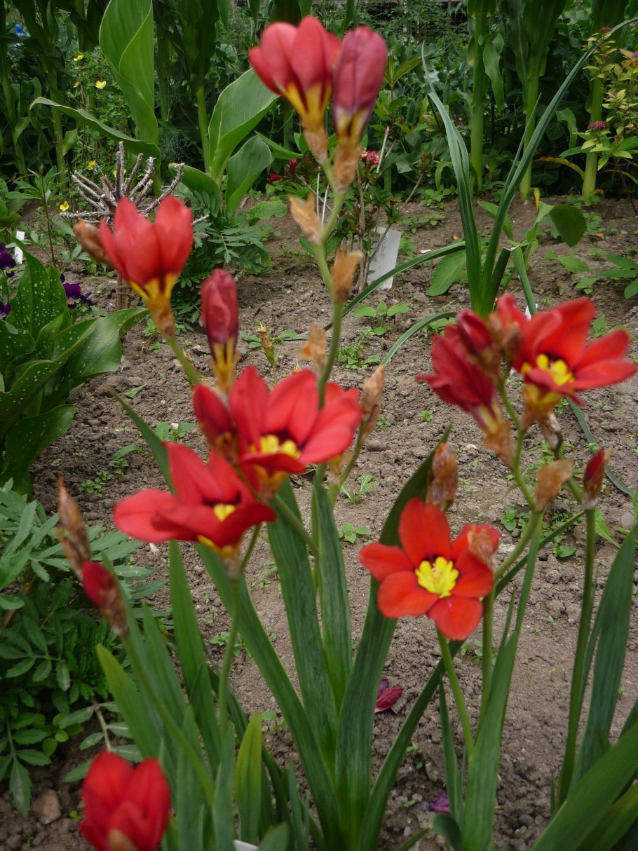 Спараксис цветок