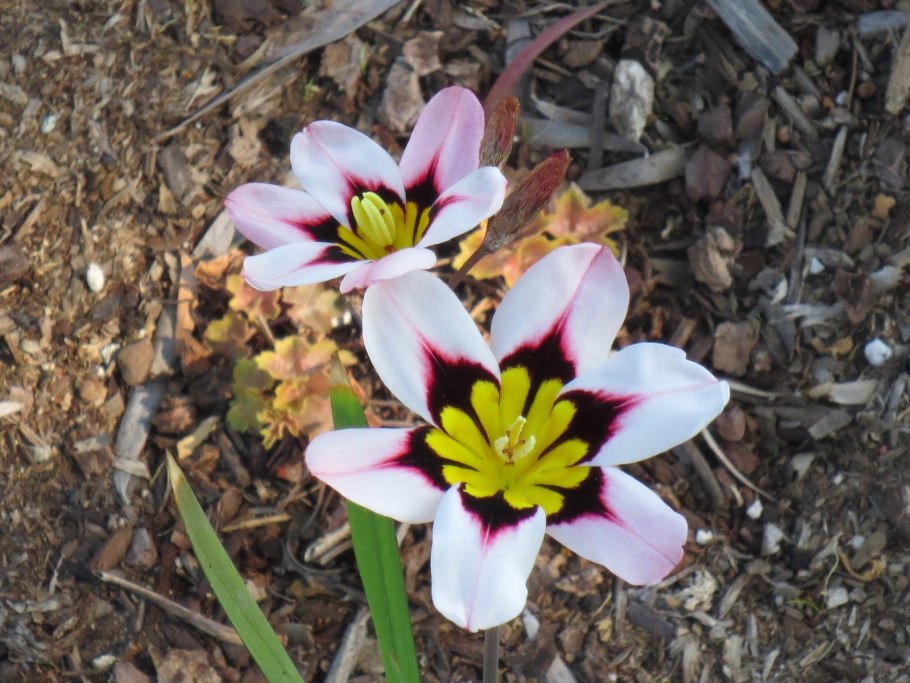 Спараксис грандифлора