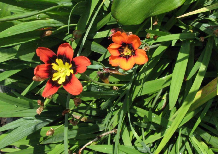 Спараксис смесь 25шт 4/5